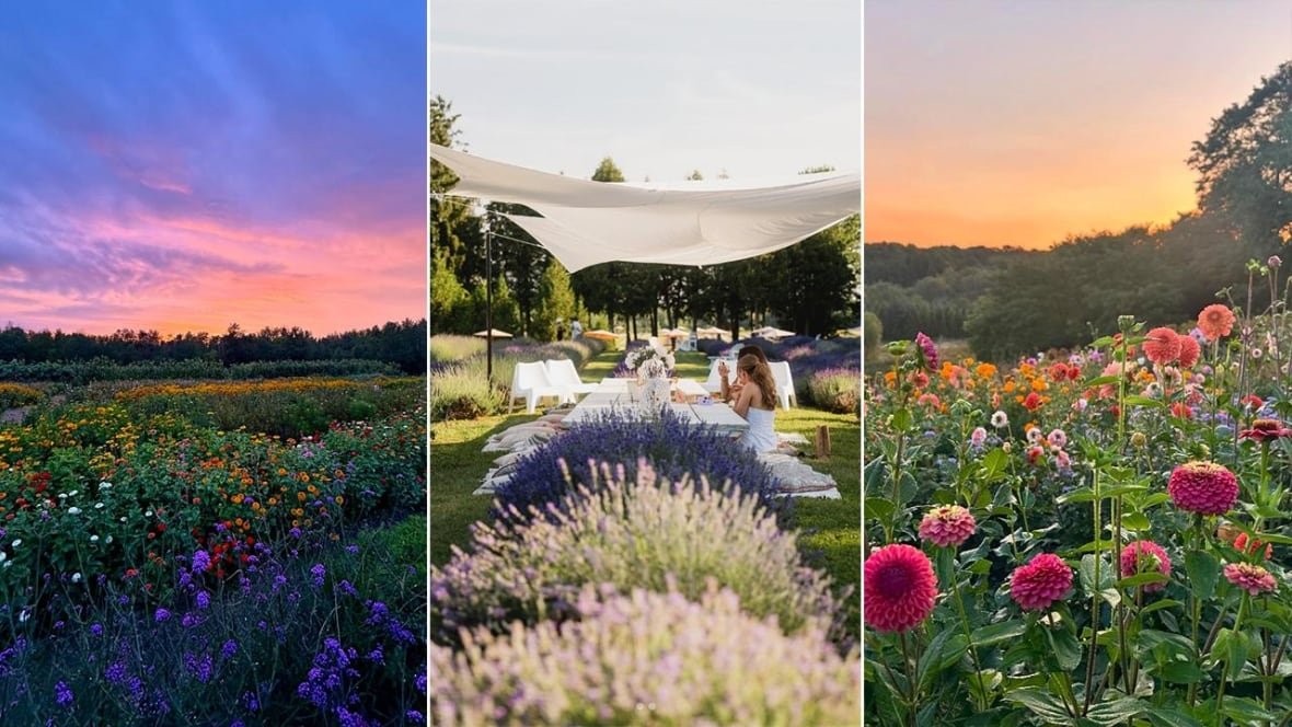 3 photos of fields of flowers for picking.