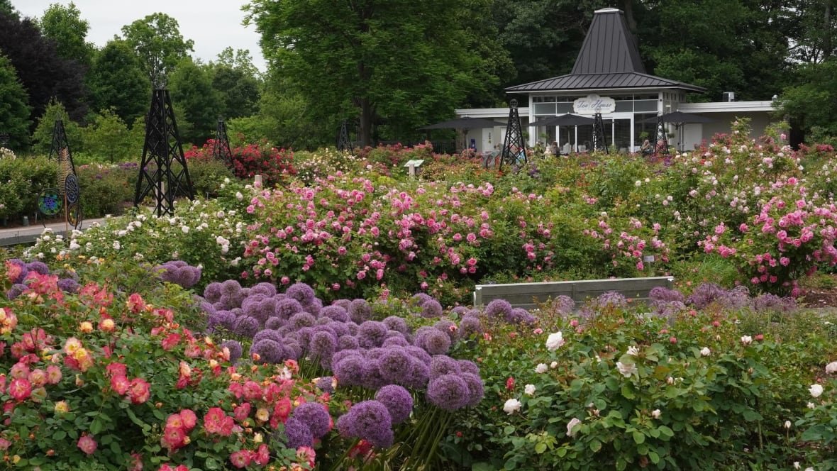 Colorful roses in a public garden.